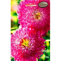 Астра Адель Принцесса Малиновая 20*0,5