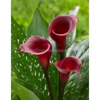 Калла Ройал Валентин (12/14) 2шт 