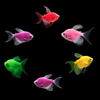 Рыба Тернеция крупная