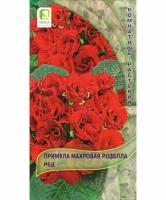Примула махровая Розелла Ред 5шт 