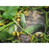 Огурец Гектор F1 1000 шт Огурец Гектор F1 1000 шт