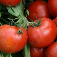 Томат Айваз F1 1000шт