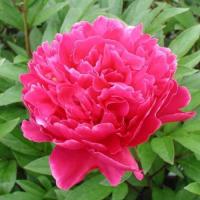 Пион молочноцветковый Августин д'Ур (1шт,2-3) 