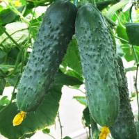Огурец Антисипатор F1 500 шт
