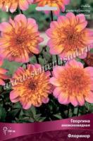 Георгина анемоновидная Флоринор (I) 1 шт