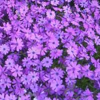 Флокс шиловидный Пепл Бьюти 1шт