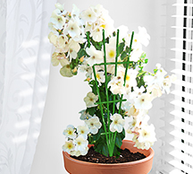 Шпалера для комнатных растений Веерная 40*18см проволока 