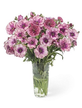 Лютик гибридный Батерфляй Фива /К 839680