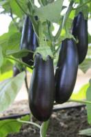 Баклажан Каприз F1 0,1г 