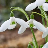 Подснежник Элвиса 6/7 (5шт) 