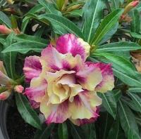 Адениум Raksikon DESERT ROSE 3шт