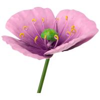 Стикер садовый Мак дикий 108847