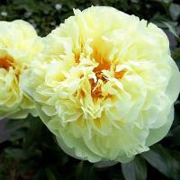 Пион молочноцветковый Лемон Шифон