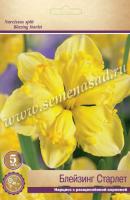 Нарцисс с Расщеплённой коронкой Блейзинг Старлет (12/14) 5шт.