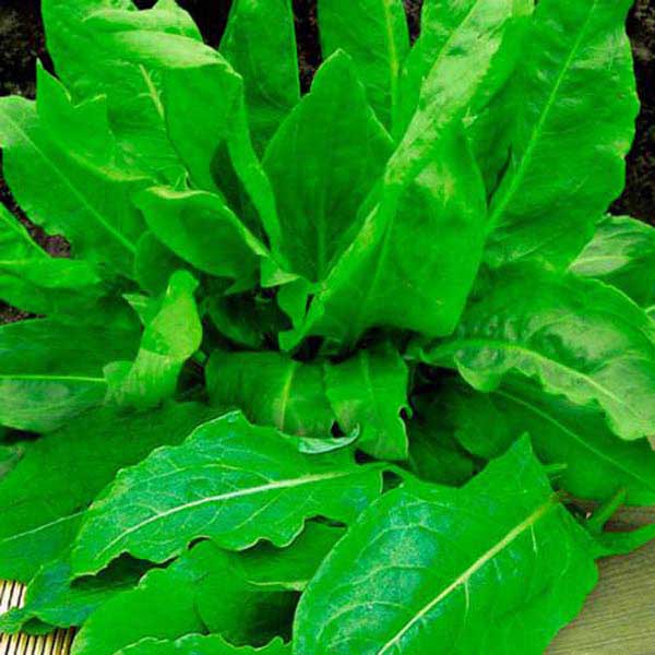 Щавель Бельвильсский 20*2