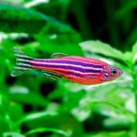Данио рерио Розовый M