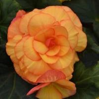 Бегония Махровая Вумми Маскарад (5/6) 1 шт 