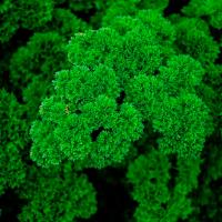 Гавриш Фермерская Петрушка кудрявая Красотка 50,0 г