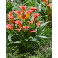 Калла Блади Мери (12/14) 2шт 