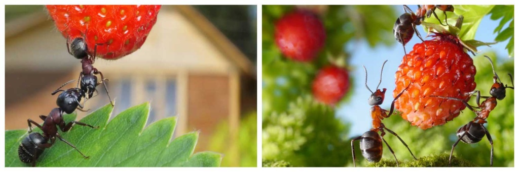 муравьи3.jpg муравьи3.jpg