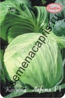 kapusta-larsiya-f1 kapusta-larsiya-f1