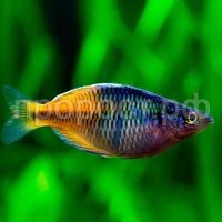 Раджуница боесмана 