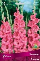 Гладиолус Эпплоз