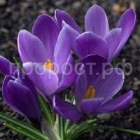 Без названия (2) Без названия (2)