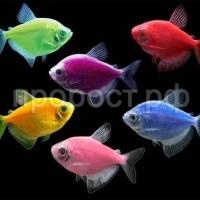 Тернеция  Тернеция