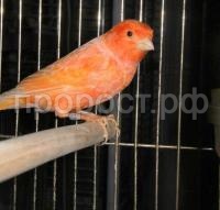 Птица Кенар красный мальчик Птица Кенар красный мальчик