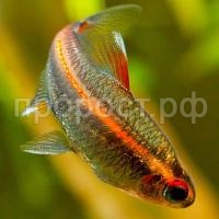 Эритрозонус Эритрозонус