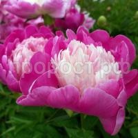 пион гей пари1