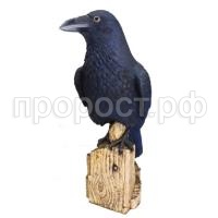 ворон ворон