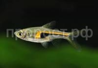 Без названия Без названия