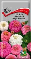 Цинния изящная Ягодный коктейль Цинния изящная Ягодный коктейль