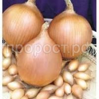 Без названия