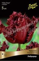 Лабрадор Лабрадор