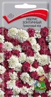 Иберис зонтичный Гранатовый лед Иберис зонтичный Гранатовый лед