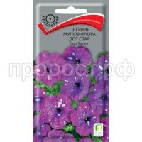 петуния дот стар виолет петуния дот стар виолет