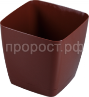 крокус кор крокус кор