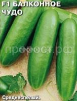 Огурец балконное чудо F1 Огурец балконное чудо F1