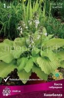 Хоста гибридная Ханибеллз (1) Хоста гибридная Ханибеллз (1)