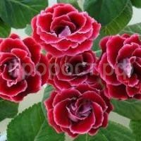 Без названия (14)