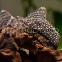 Рыба Анциструс обыкновенный S Рыба Анциструс обыкновенный S