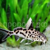 Синодонтис Синодонтис