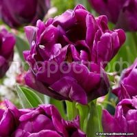 пурпурный пион