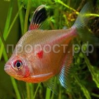 Орнатус Орнатус