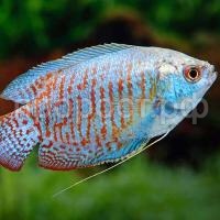 Лялиус самка(Colisa lalia)