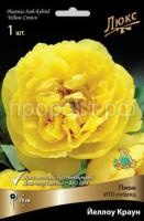 Пион ИТО-гибрид Йеллоу Краун-luxbt