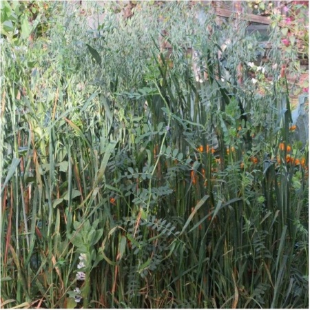 Семена трав Вико-овсяная смесь 1 кг Семена трав Вико-овсяная смесь 1 кг